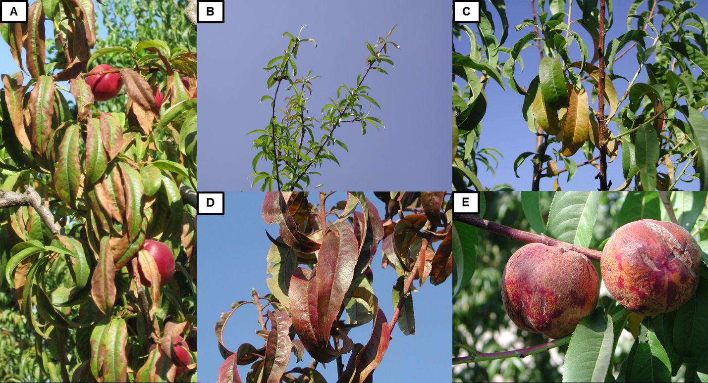 A, B, and C show peach tree leaves with brown dead sections merging from the margins toward the still greenish centers/midribs; leaves in D have a reddish-brown hazy color over what used to be green leaves; and E shows peach fruit with red and brown splotches.