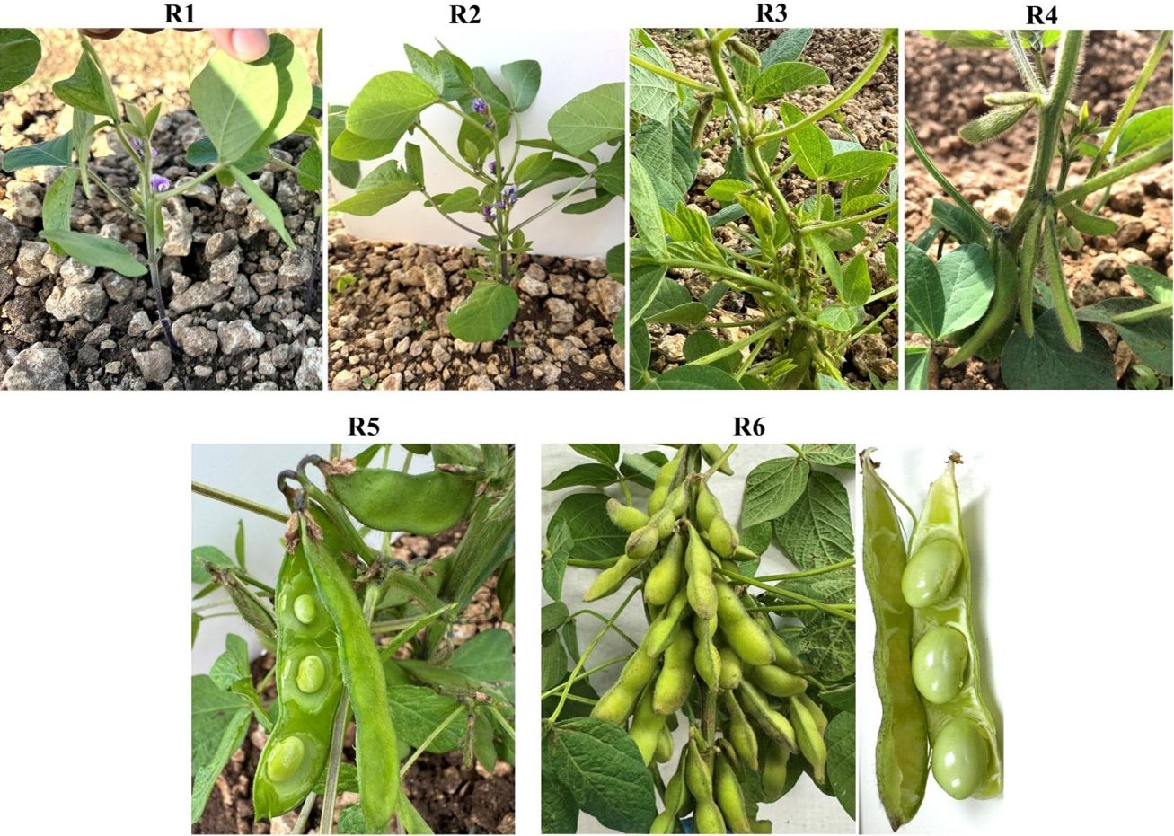 Six reproductive stages: R1 has one open flower on the plant; R2 has many open flowers; R3 shows pods beginning to grow; R4 shows all flowers replaced by growing pods; R5 has seeds growing in the pods; R6 has fully or almost fully mature pods and one pod has been harvested. 