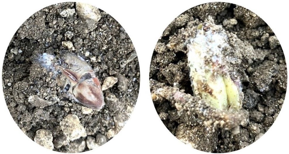 Close-up of two seeds in dirt: one is brown and wrinkled, while the other is lightish green, wrinkled, and covered in some mold-like substance.