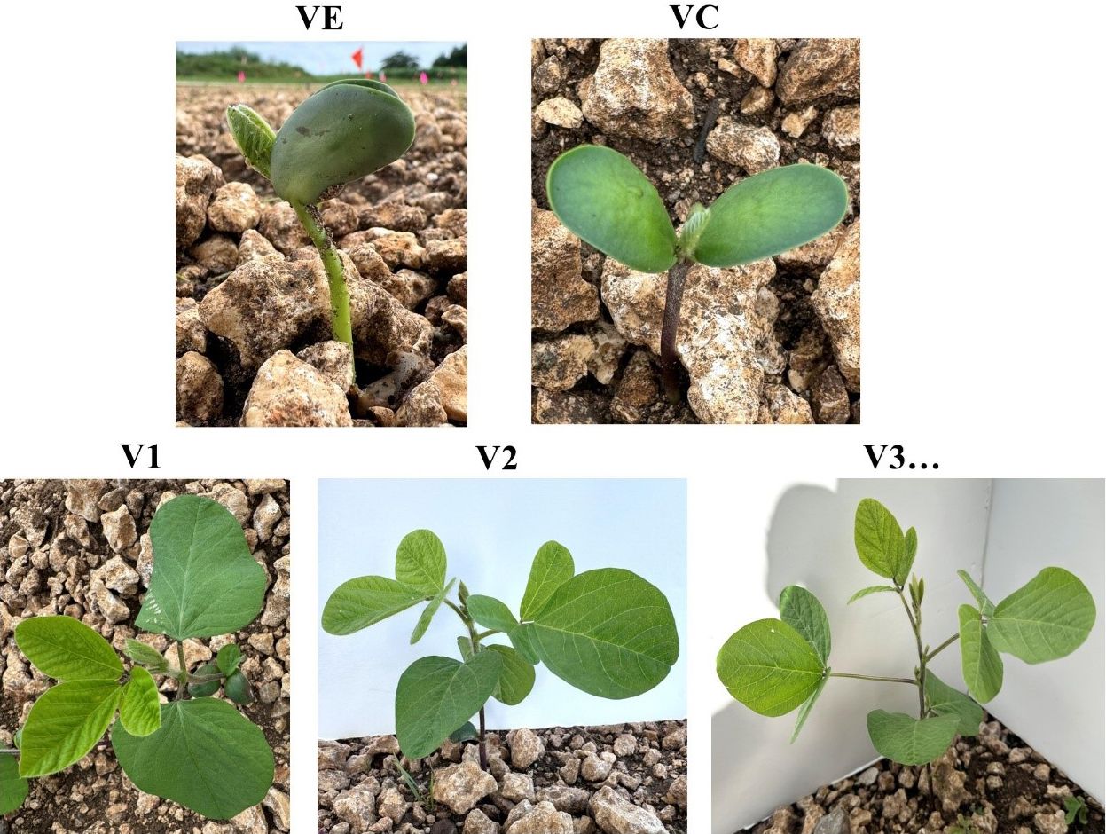 Five stages of vegetative growth: VE is a seedling grown from rocky soil with two leaves folded together; VC is where the leaves separate to positions opposite each other; V1 shows an additional cluster of three leaves grown off a shoot from the main stem; V2 shows two sets of three-leaf clusters; V3 shows three sets of three-leaf clusters.