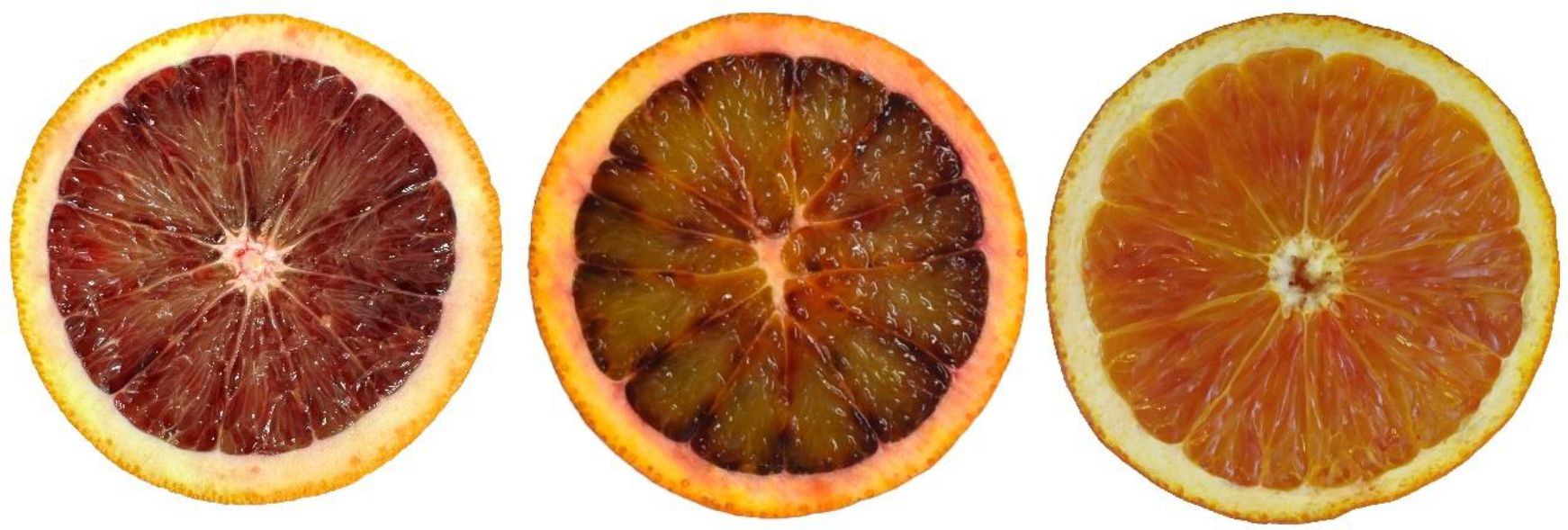 Cross sections of commercial blood orange cultivars. ‘Moro’ (left), ‘Sanguinello’ (center), and ‘Tarocco’ (right).