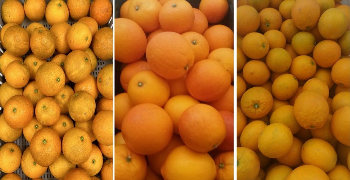 Fruit of commercial blood orange cultivars. ‘Moro’ (left), ‘Tarocco’ (center), and ‘Sanguinello’ (right), grown in the U.S., Iran, and Spain, respectively. These three pictures are not the same scale, but ‘Tarocco’ fruit are generally a bit larger than the fruit of the other two cultivars.