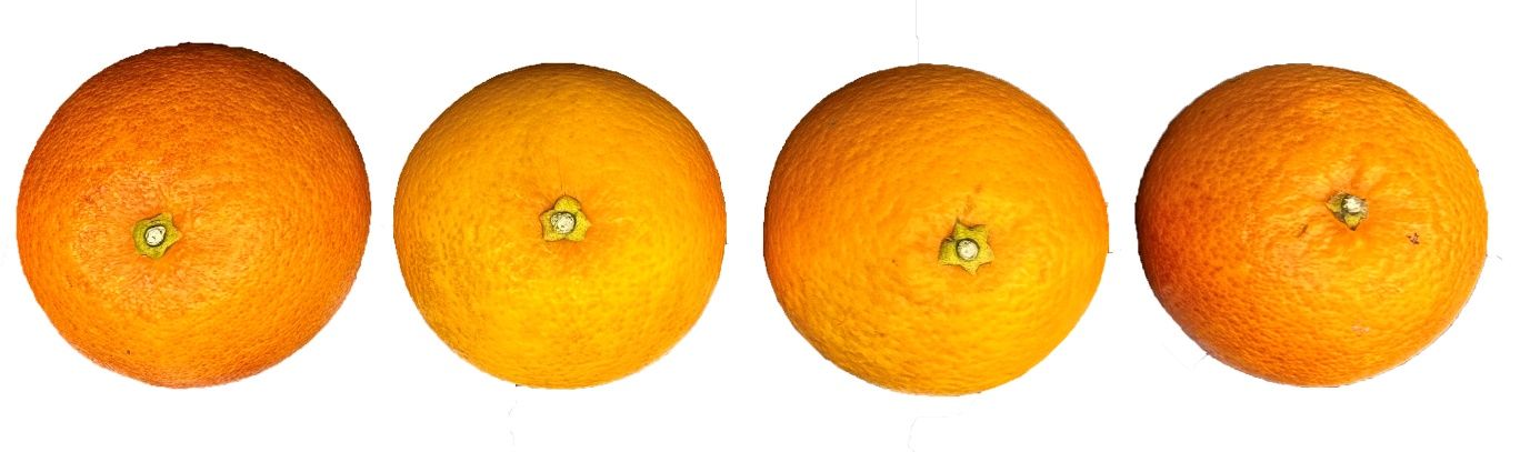 Harvested ‘Moro’ blood orange fruit with no stem.