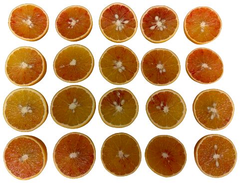 Anthocyanin coloration of ‘Budd Blood’ blood orange at commercial maturity stage grown in a humid subtropical climate (Quincy, FL).