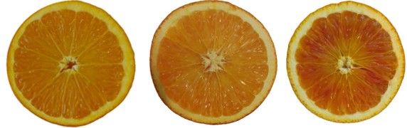 Comparison of storage temperatures’ effect on anthocyanin accumulation in ‘Tarocco’ blood orange fruit after 60 days of storage. At harvest (left); at 36°F or 2°C (center); and at 41°F or 5°C (right).