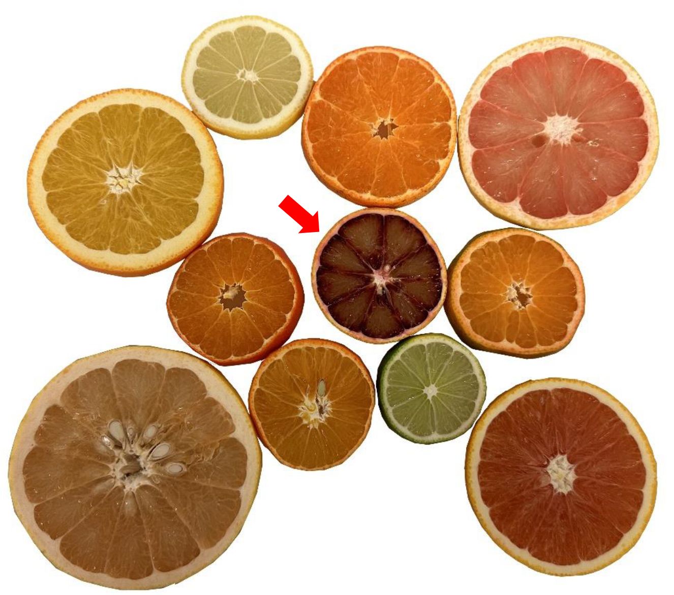 Internal color pigmentation of citrus fruit species. Blood oranges (center of the picture, indicated by a red arrow) are the only citrus fruit that can synthesize red anthocyanin pigment. The pink color in the flesh of other citrus types is due to the carotenoid lycopene, another type of pigment.