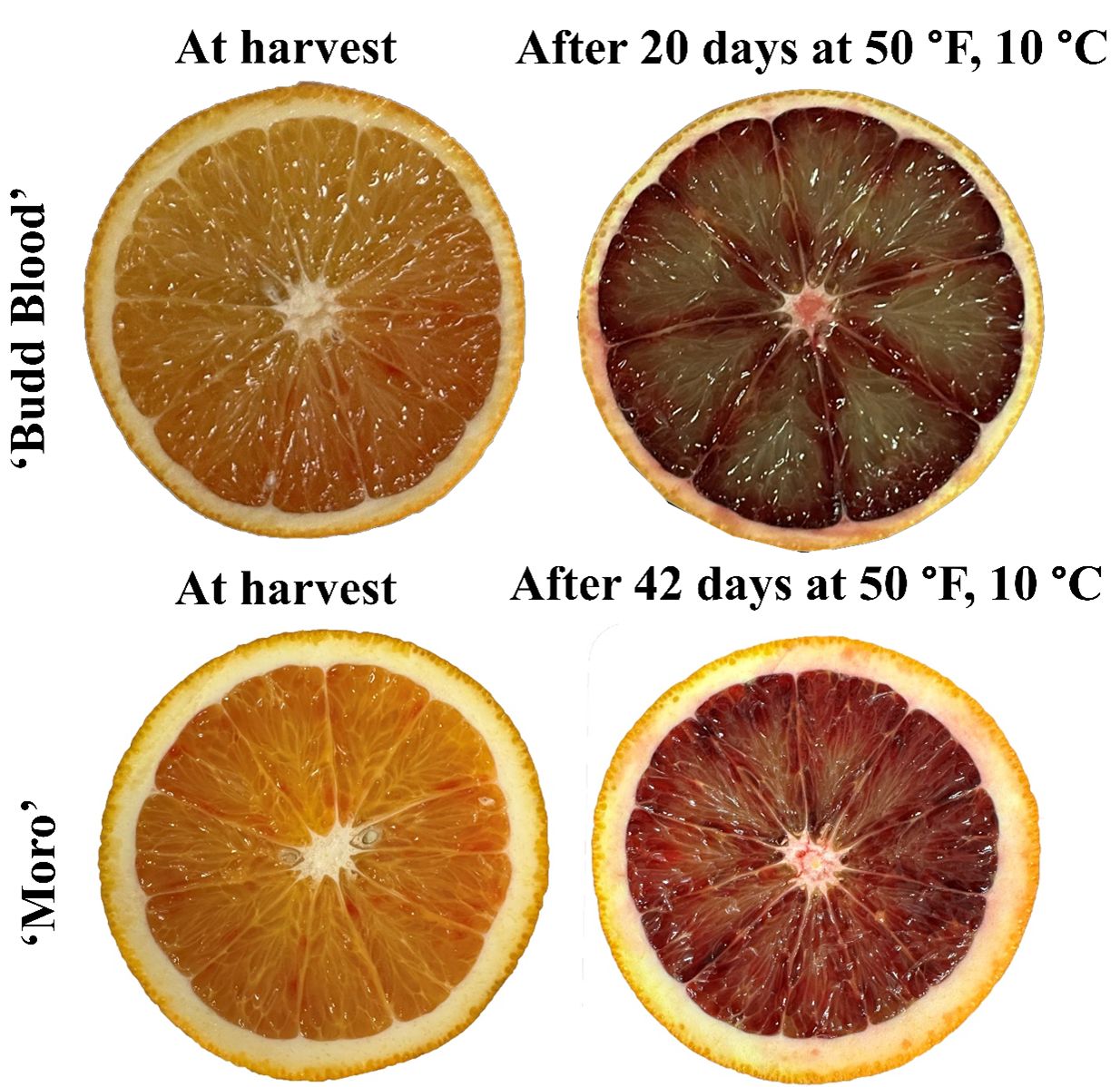 Postharvest anthocyanin enhancement in ‘Budd Blood’ (top) and ‘Moro’ (bottom) blood oranges at harvest (left) and after storage (right) for 20 and 42 days, respectively, at 50°F (10°C).