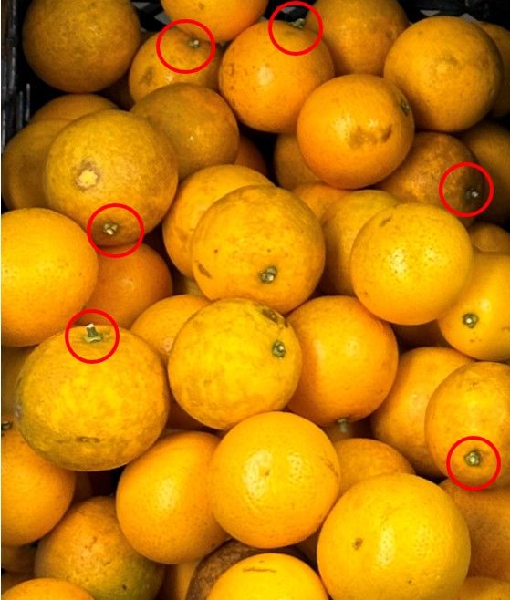 Harvested ‘Budd Blood’ blood orange fruit with long stems (red circles) that led to puncturing of other fruit.