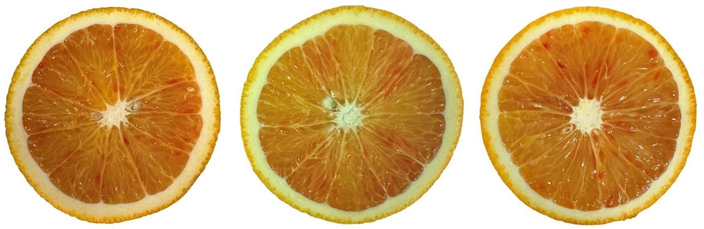 Anthocyanin level of ‘Moro’ blood orange at commercial maturity stage grown in subtropical climates. Orange slices only have flecks of red.