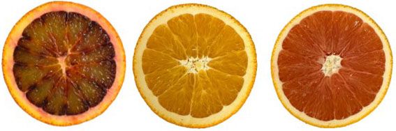 Blood orange color differs from that of other sweet oranges. ‘Sanguinello’ (left), ‘Washington Navel’ orange (center), and ‘Cara Cara’ navel orange (right; not a blood orange; its red color comes from lycopene).