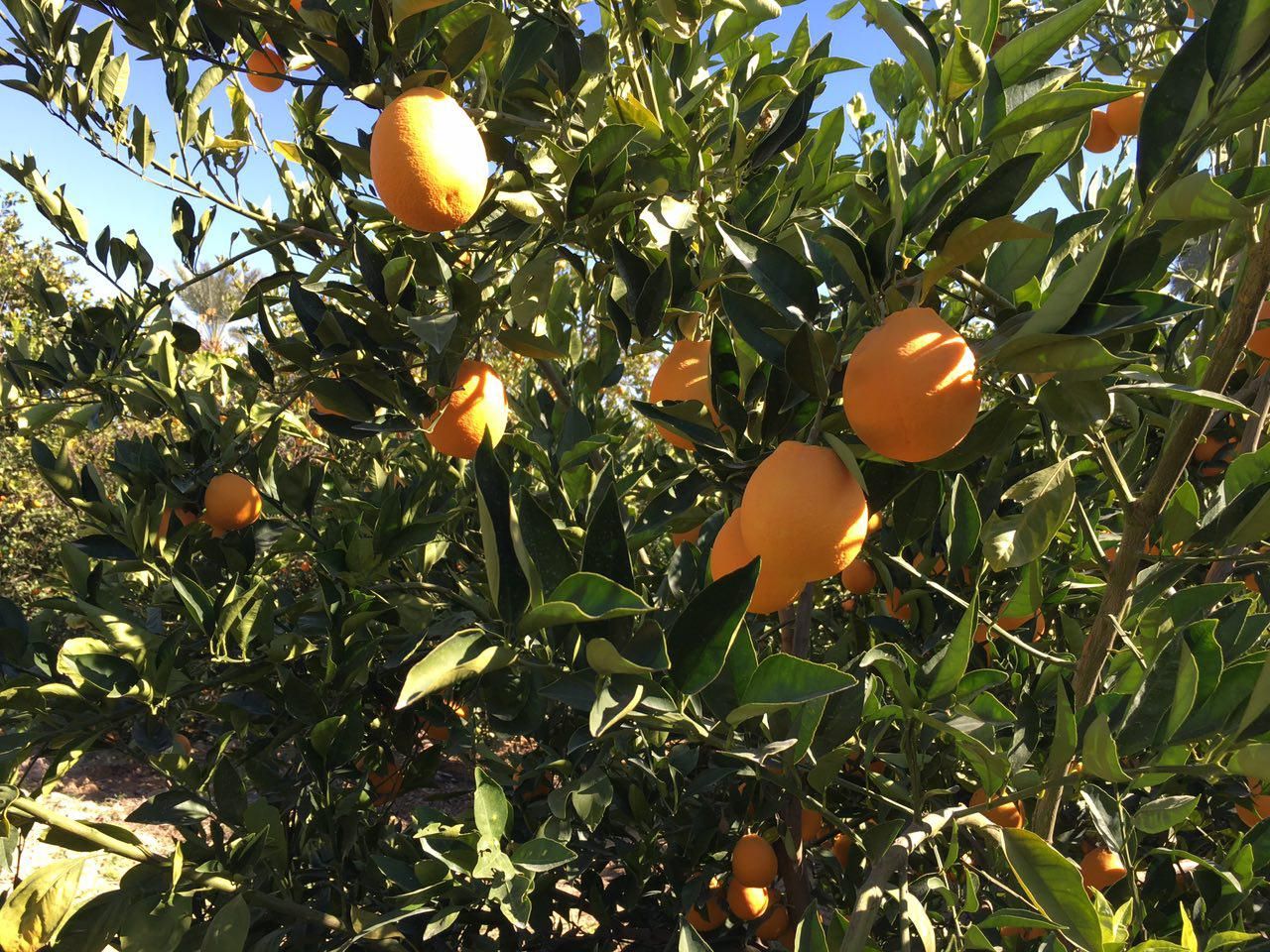 Blood orange tree with fruit at the commercial maturity stage.