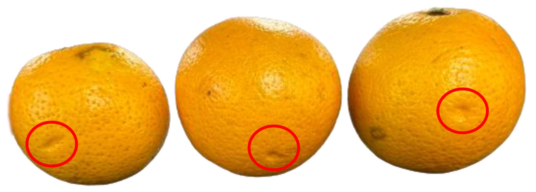 Postharvest peel damage (red circles) on ‘Budd Blood’ blood orange fruit caused by other harvested fruit with long stems.