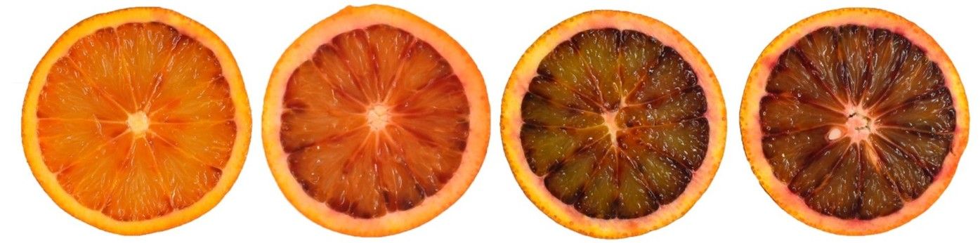 The trend over time (from December to March, left to right) of anthocyanin accumulation in the vesicles of the segments in ‘Sanguinello’ blood orange.