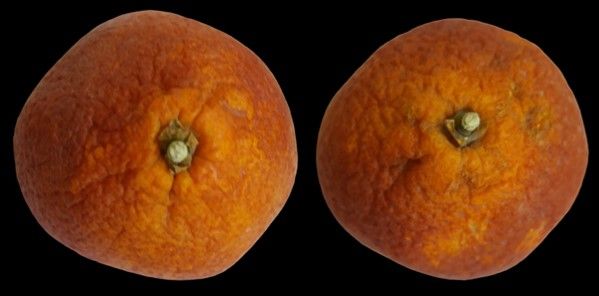 Shriveling in ‘Moro’ blood orange fruit.