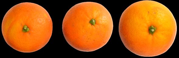 Calyx color of harvested ‘Sanguinello’ blood orange fruit at commercial maturity stage.