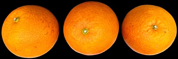 Chlorophyll degradation in calyx of ‘Moro’ blood orange fruit due to senescence.
