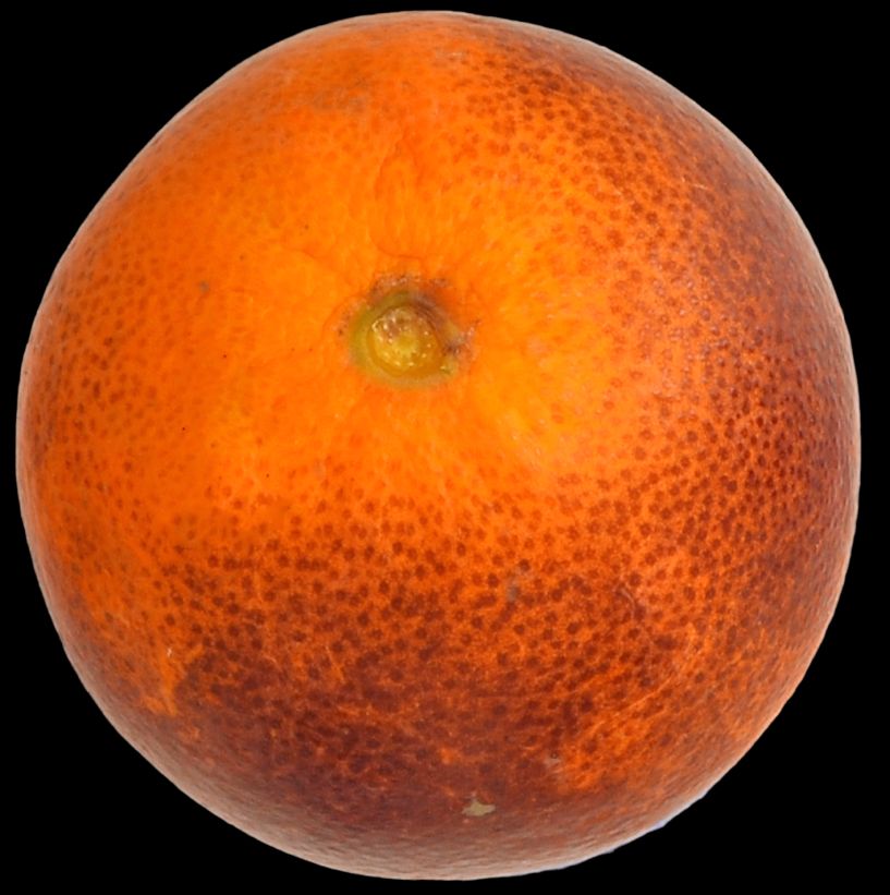 Abscission (shedding) of the calyx in ‘Sanguinello’ blood orange fruit.