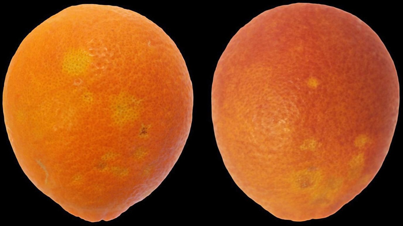 Oleocellosis in blood orange fruit.