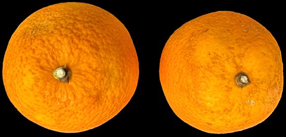 Postharvest calyx senescence in ‘Moro’ blood orange fruit.