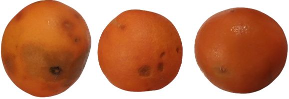 Chilling injury symptoms of ‘Moro’ blood orange fruit.
