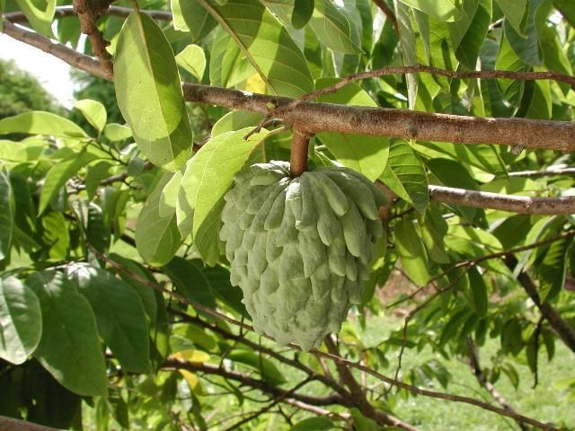 Atemoya de color verde en crecimiento en la rama del árbol. Cultivar 'Gefner'.