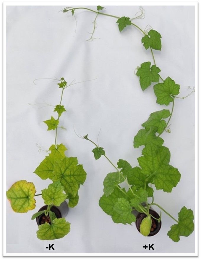 Close-up of two plants: one on the left has yellowing leaves; it is smaller and has fewer leaves and stems than the long and lush one on the right.