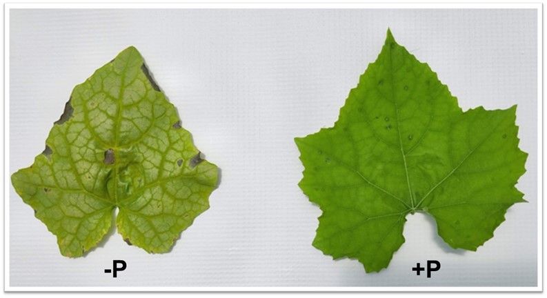 Close-up of two leaves: one on the left has some brown-black necrotic spots but is otherwise a lighter green and smaller in size than the healthy one on the right.