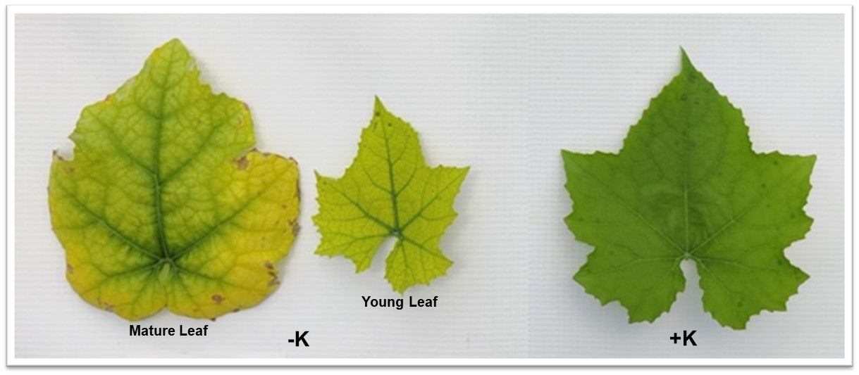 Close-up of three leaves: two of which are on the left and at center show yellowing color during mature and immature stages, while the one on the right is healthy having a bright green color.