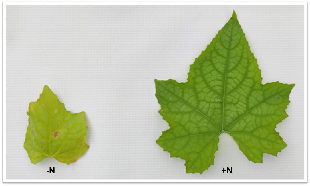 Close-up of two leaves: one on the left is smaller with some brown spots and has a more yellowish tone of green than the healthy one on the right.