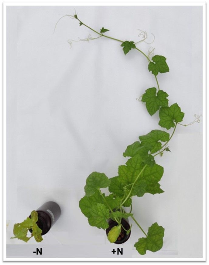 Close-up of two plants: one on the left is much smaller, having only a few leaves and more yellow-green color, while the one on the right is long and thriving with several stems and many leaves in a vibrant, healthy green color.