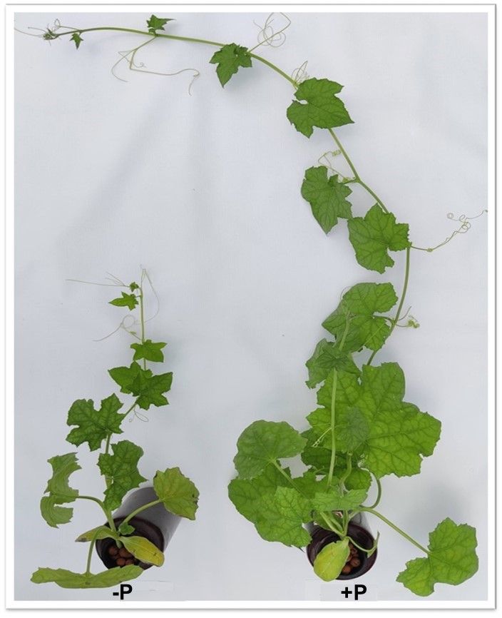 Close-up of two plants: one on the left has some yellowing leaves; it is smaller and has fewer leaves than the long and lush one on the right.