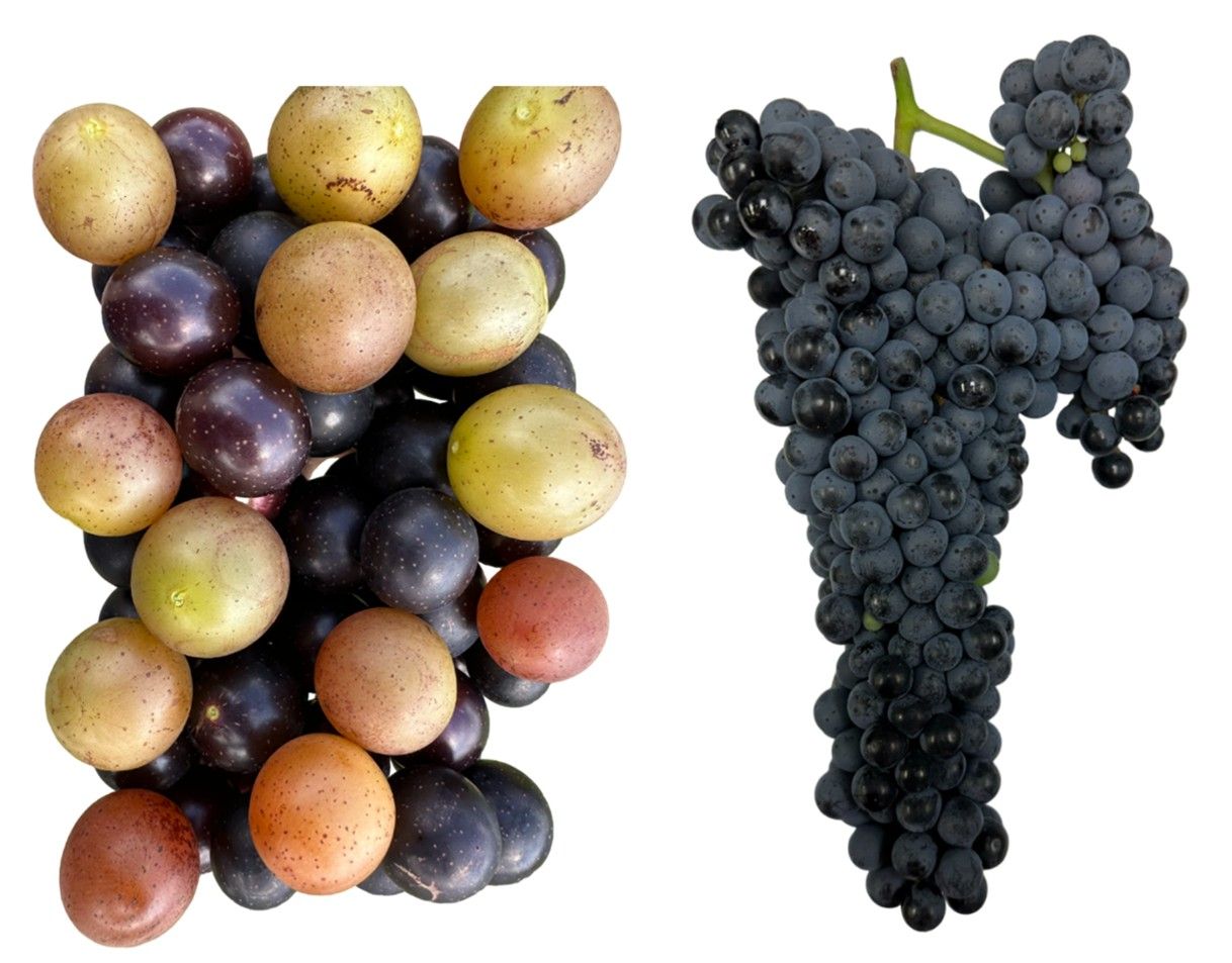 Individual grapes in a single muscadine cluster (left) are ripe while others are not, as compared to common grapes (right), which have uniform color to indicate all grapes are ripe at the same time in a single cluster.