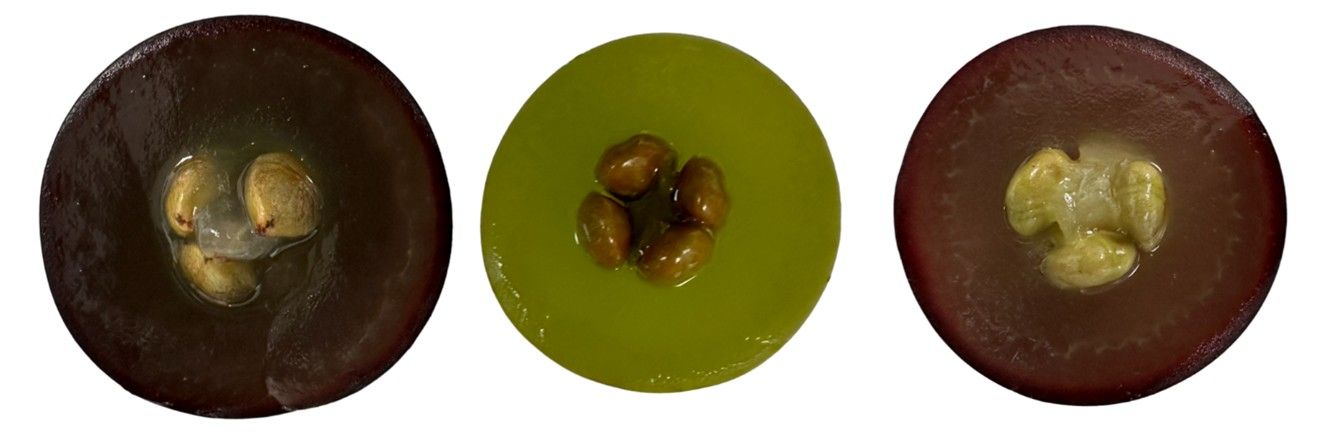 Muscadine fruit halves having three or four seeds.