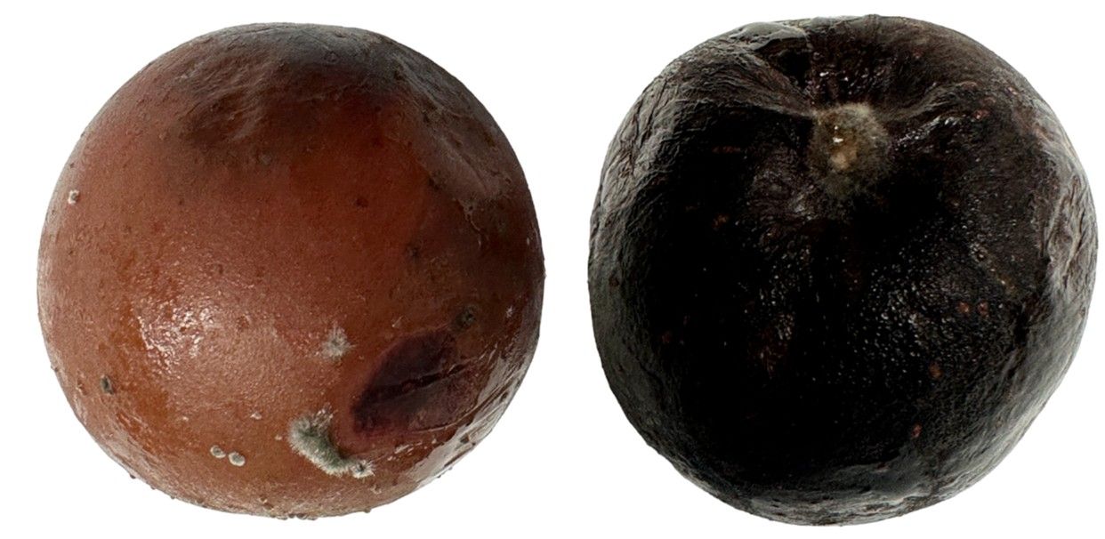 Mold growth on muscadine fruit which also have discoloration and dimpling.