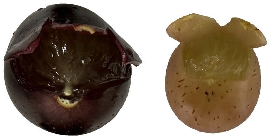 Comparison of torn open muscadine fruit showing one with a thicker peel than the other.