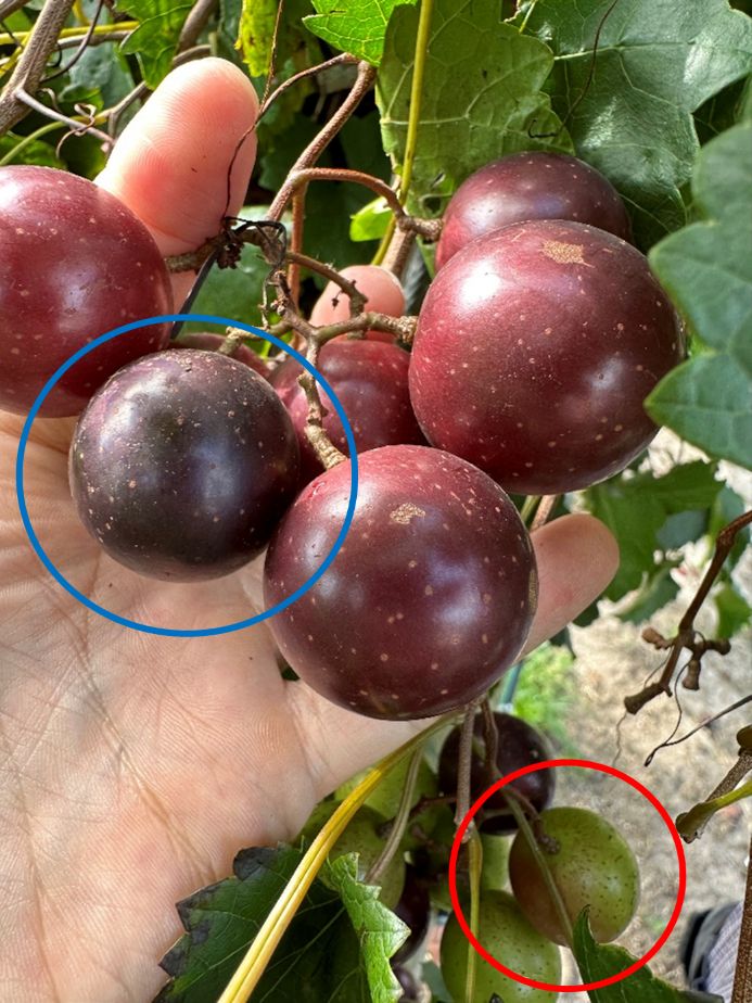 A single muscadine cluster has varying levels of grape ripeness where ripe ones are dark purple and unripe grapes are green.