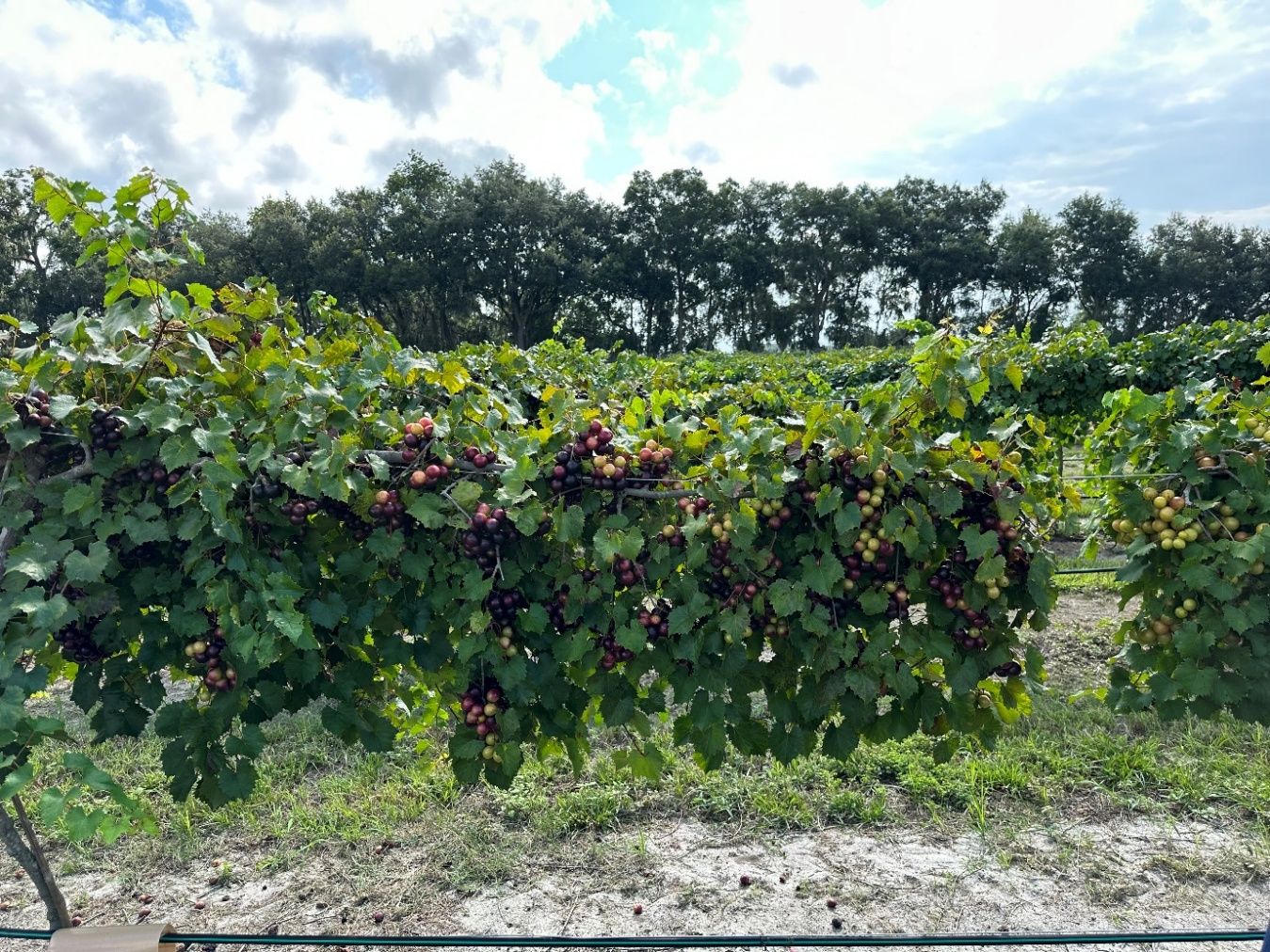 Muscadine vines with clusters of purple-colored berries on them.