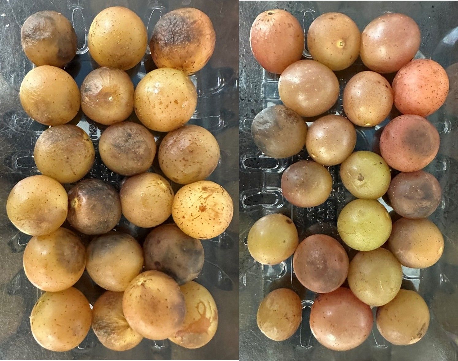 Decay symptoms on bronze muscadine grapes, such as discoloration and wrinkling.