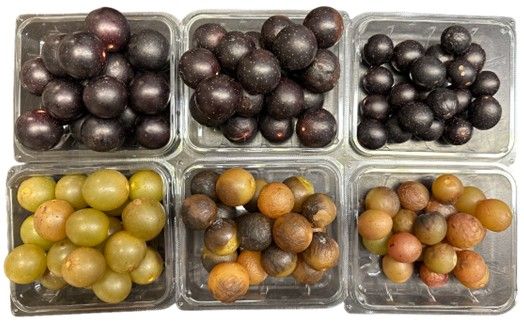 Different muscadine cultivars having different appearances of decay after a period of cold storage in clamshell containers, such as discoloration and/or wrinkling.