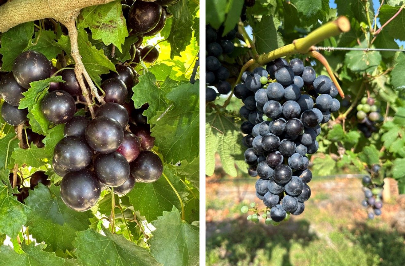 Muscadine grapes (left) that are larger and grow in a looser cluster compared to smaller common grapes (right) that grow in tight, longer bunches.