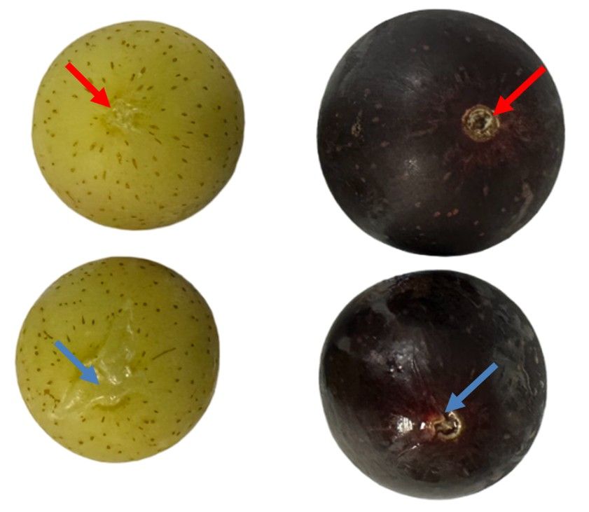 Muscadines with wet stem scars have tears in the peel at the stem, while dry stem scars have no injuries at the stem end.