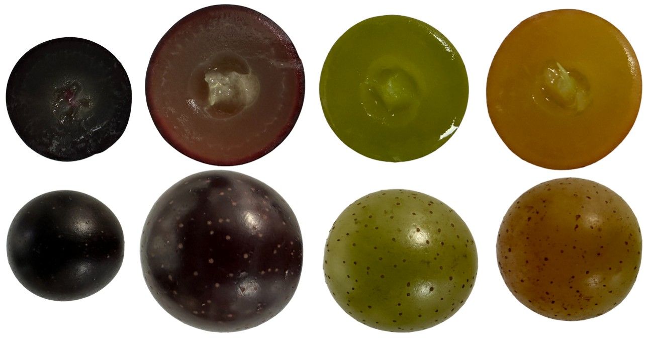 Muscadine grapes cut in half to show outer and inner color diversity (left to right): almost black purple, dark and light purple, light green, and light orange.
