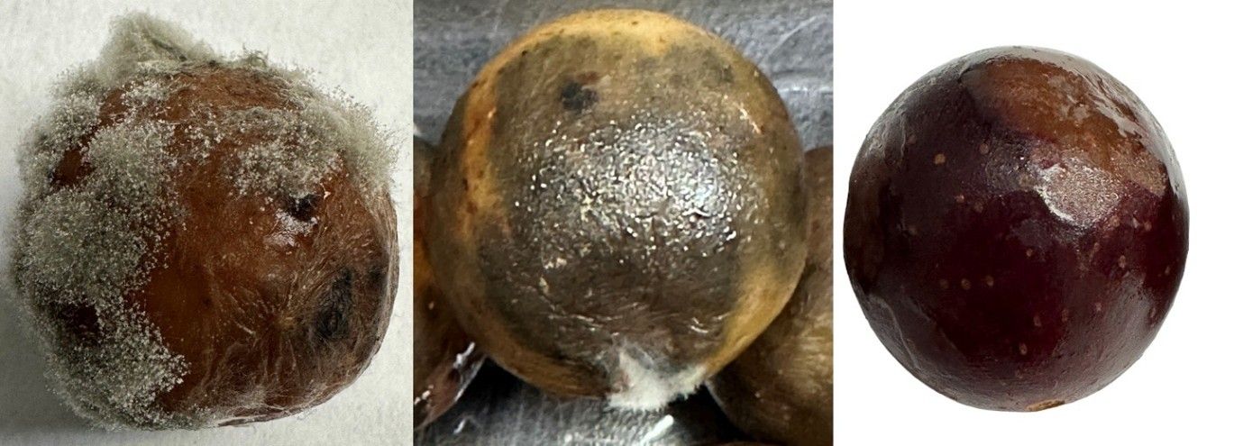 Different decay symptoms of muscadine grape, including discoloration, fuzzy white or gray mold growth, dimpling, and or wrinkling.