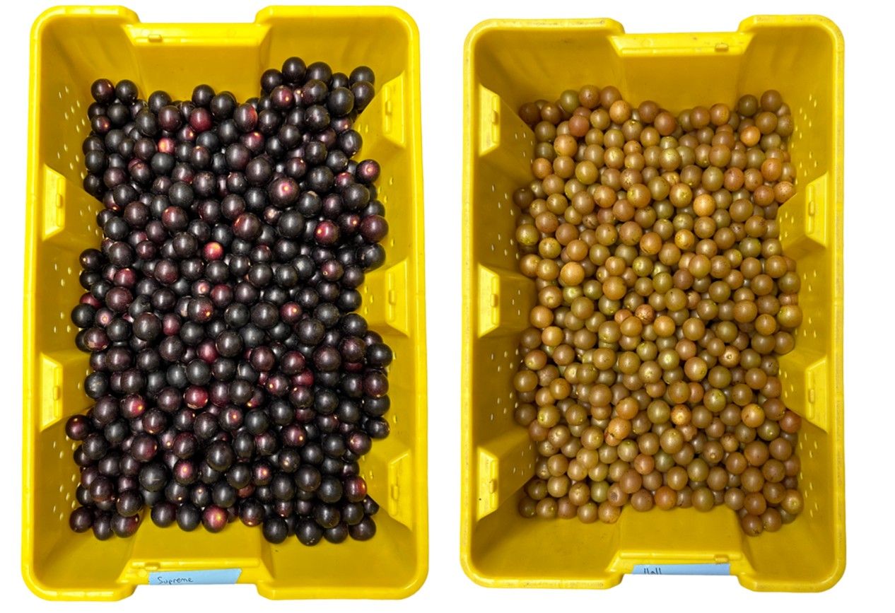 Bins with purple colored (left) and bronze colored (right) muscadine fruits.