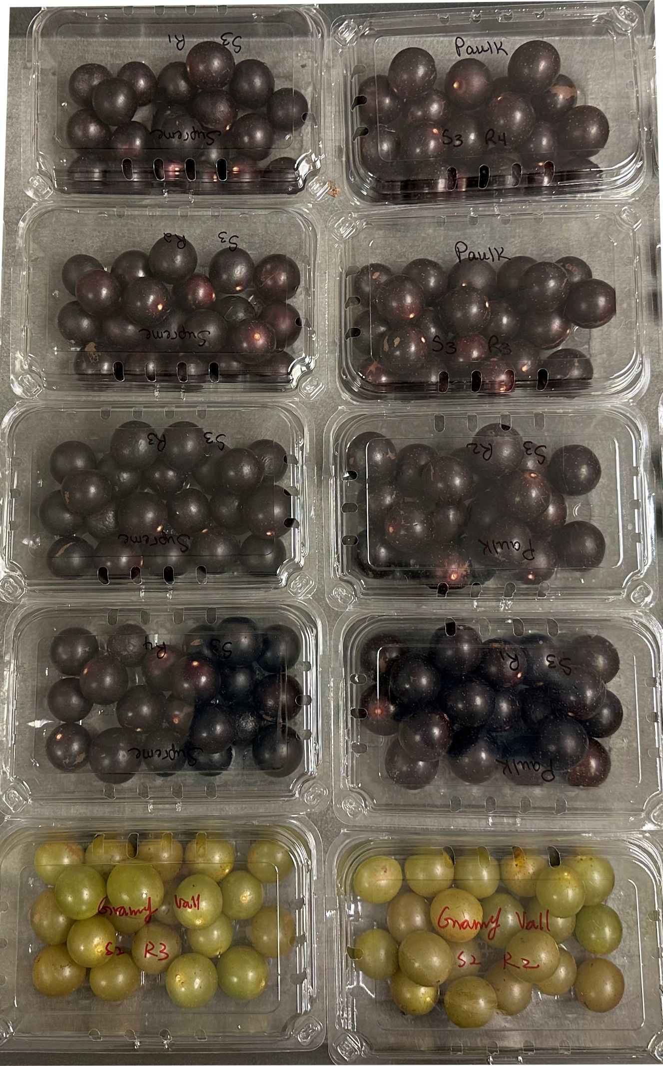 Muscadine fruit in clamshell containers.