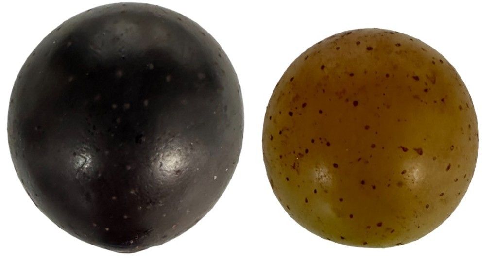 Comparison of freckling on the peels of purple and bronze muscadine grapes.