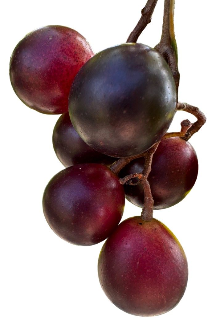 Cluster of ripe muscadine berries.