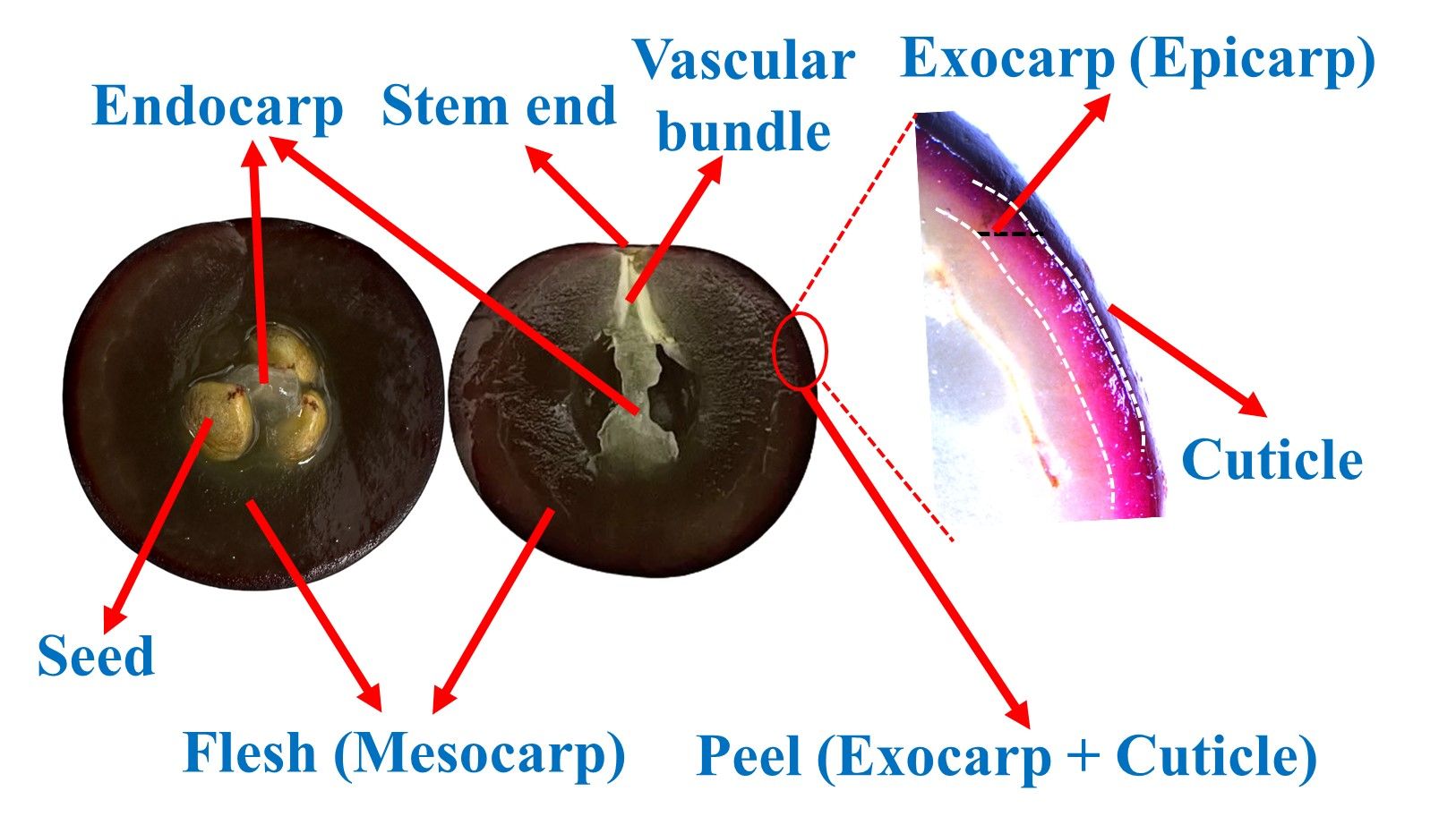 Diagram showing anatomy of muscadine fruit where flesh surrounds the endocarp, which surrounds the seeds at the center and connects via the vascular bundle to the stem end. The peel consists of the exocarp and an outer layer called the cuticle.
