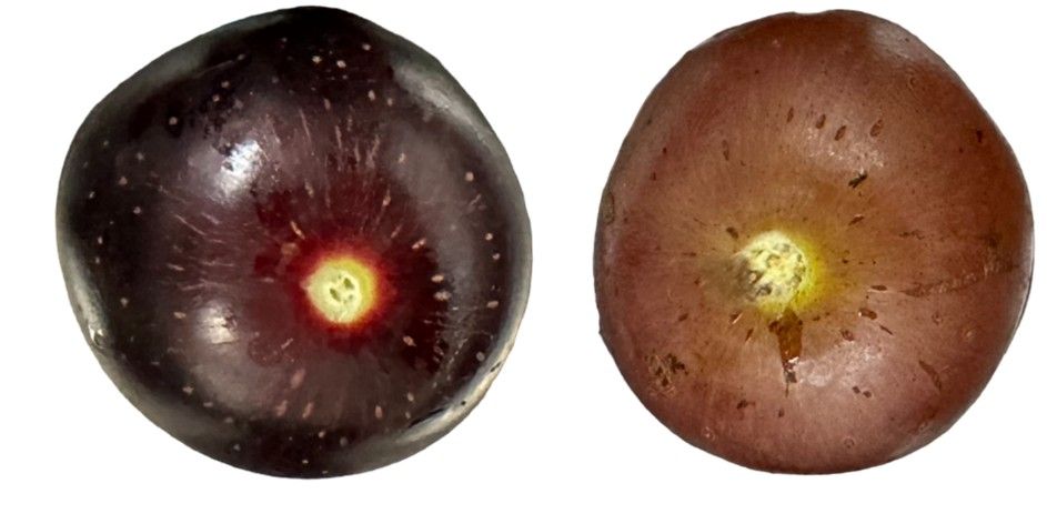 Close-up of two plump muscadine fruit, one purple and another bronze in color.
