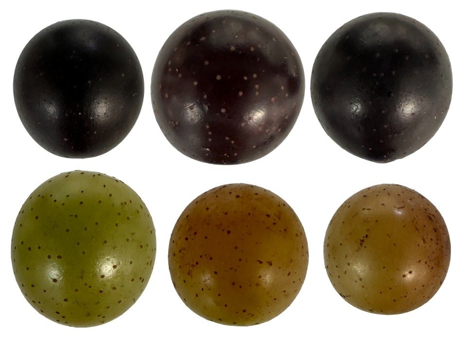 Commercial purple and bronze skin/peel color of muscadine cultivars.